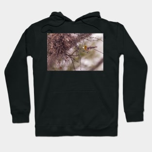 Verdin Nest Building Hoodie